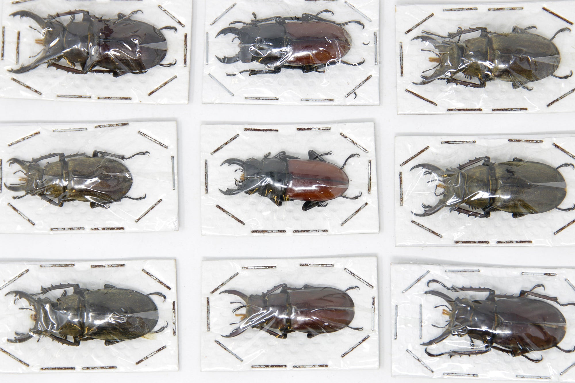 5 x Thailand Stag Beetles 'Lucanidae' Mixed Pack | A1 Unmounted Specimens