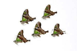 5 x Graphium weiskei | The Purple Spotted Swallowtail Butterflies | A1 Unmounted Specimens