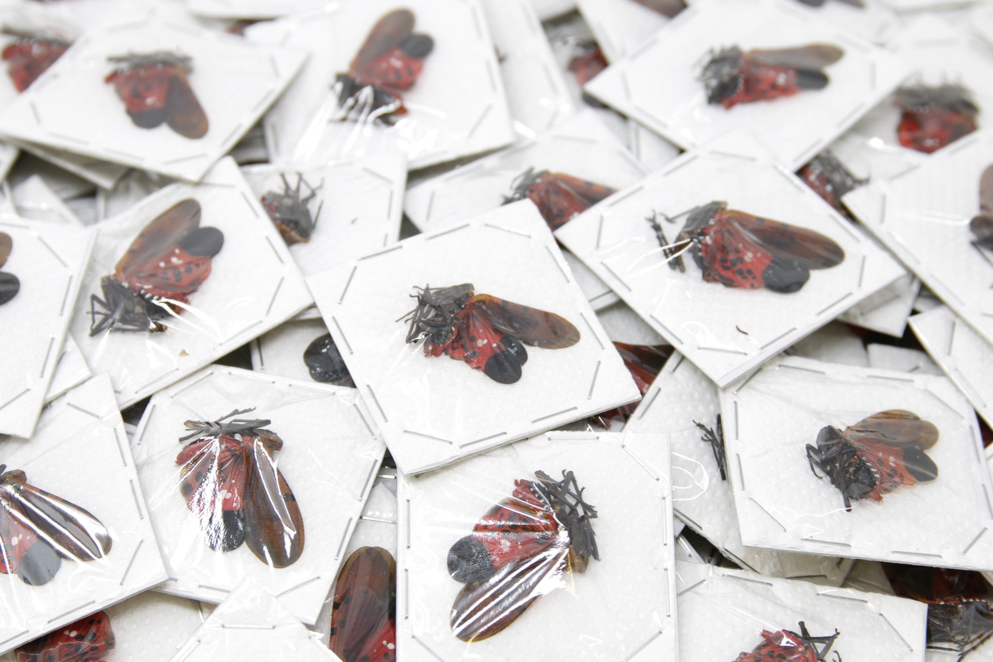5 x Penthicodes atomaria | Red Lantern Bugs | Fulgoridae  40mm | A1- Unmounted Specimens
