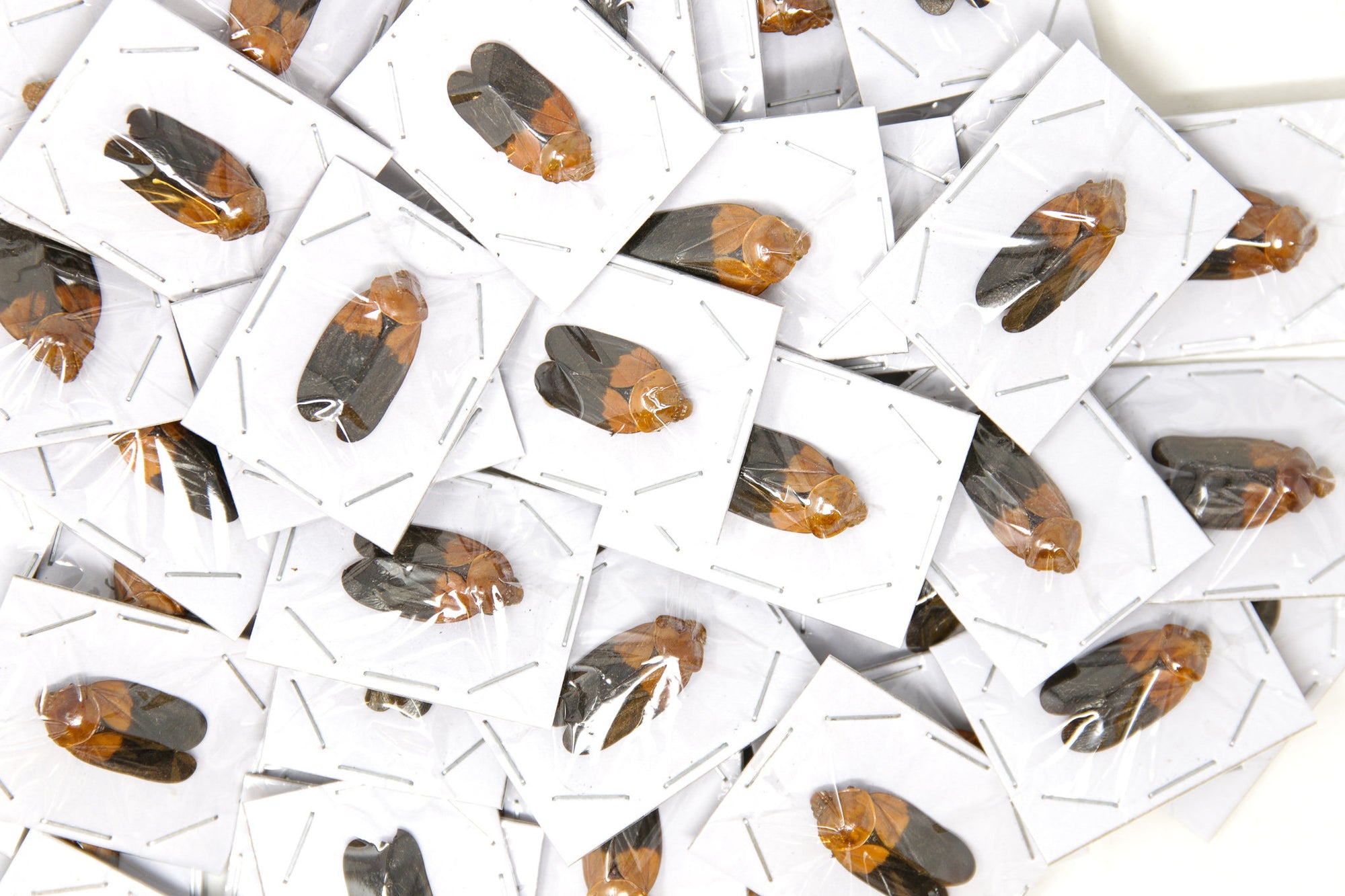 10 x Orange-Head Lantern Bugs | Polydictya sp. 25mm | A1 Unmounted Specimens