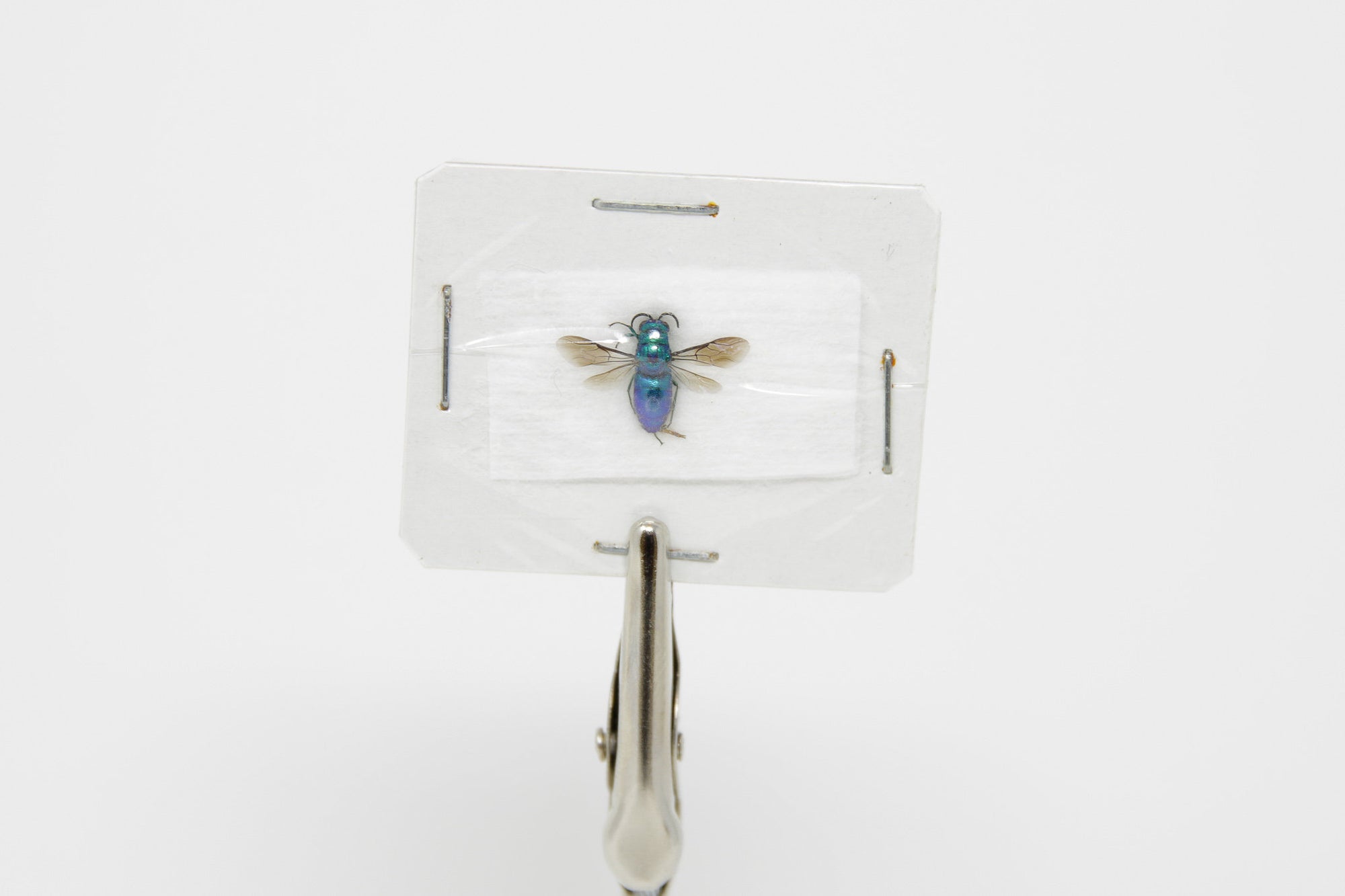 Euglossa dilemma | Green Orchid Bee | A2 Unmounted Specimen