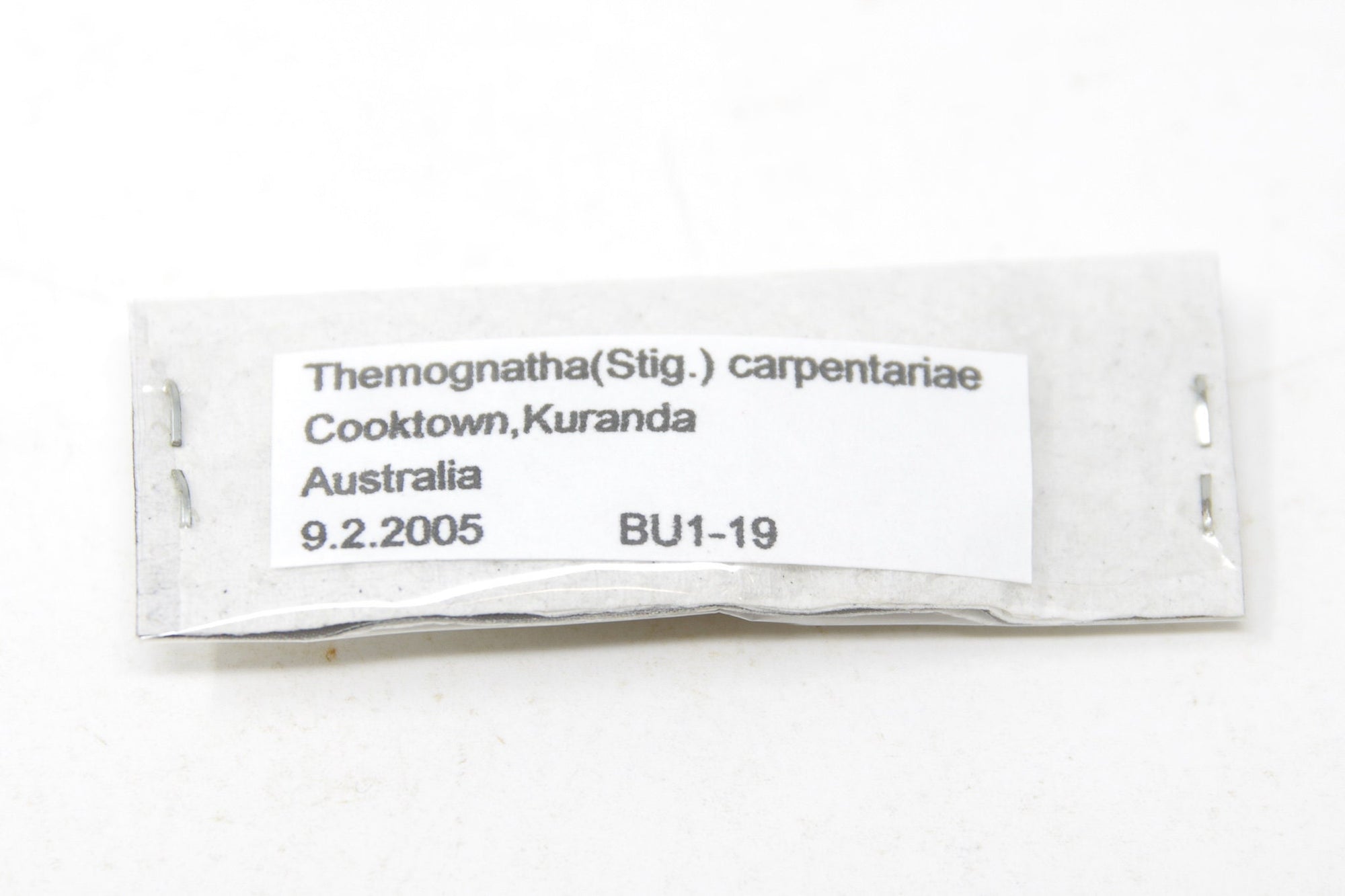 Temognatha carpentariae, Unmounted Buprestinae Jewel Beetles with Scientific Collection Data, A1 Quality