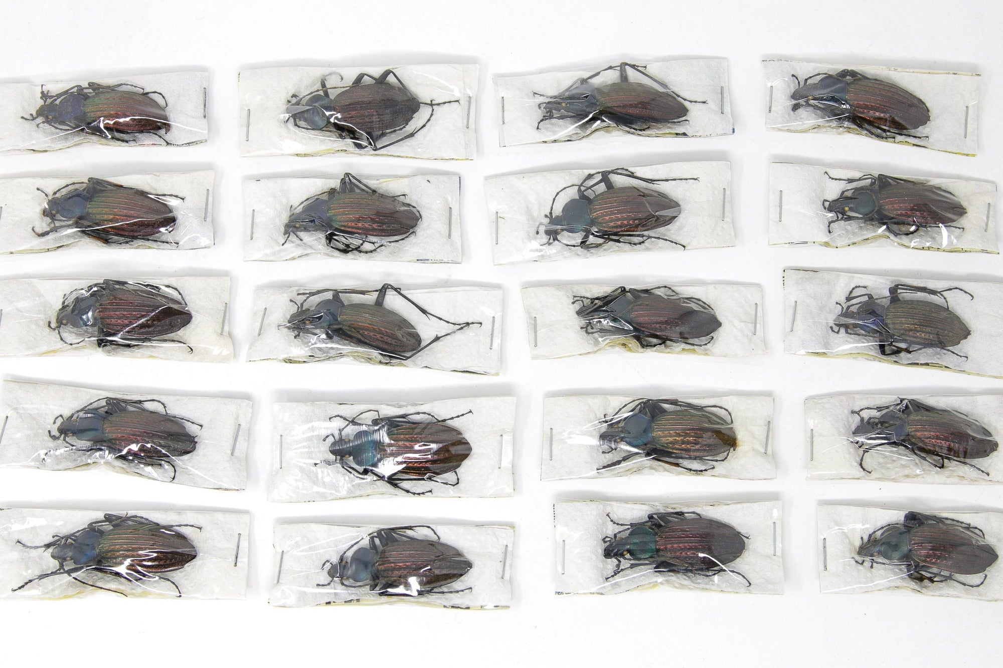 Two (2) Apotompterus cantonensis, Unmounted Beetle Specimens with Scientific Collection Data, A1 Quality