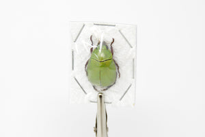 2 x Anomala dimidiata | Apple Green Scarab Beetles | A1 Unmounted Specimens