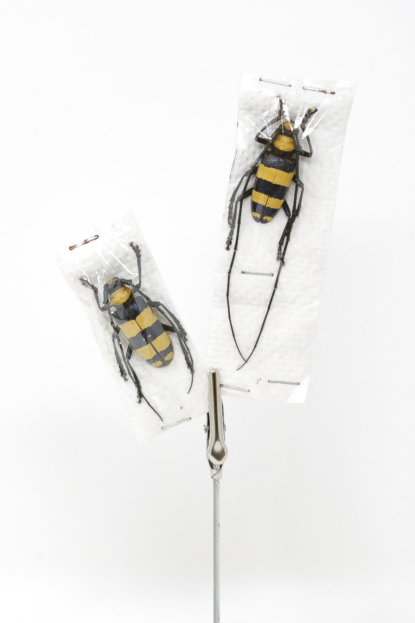 1 x Sexed Pair - Nemophas bifasciata | Longhorn Beetles | A1 Unmounted Insect Specimens