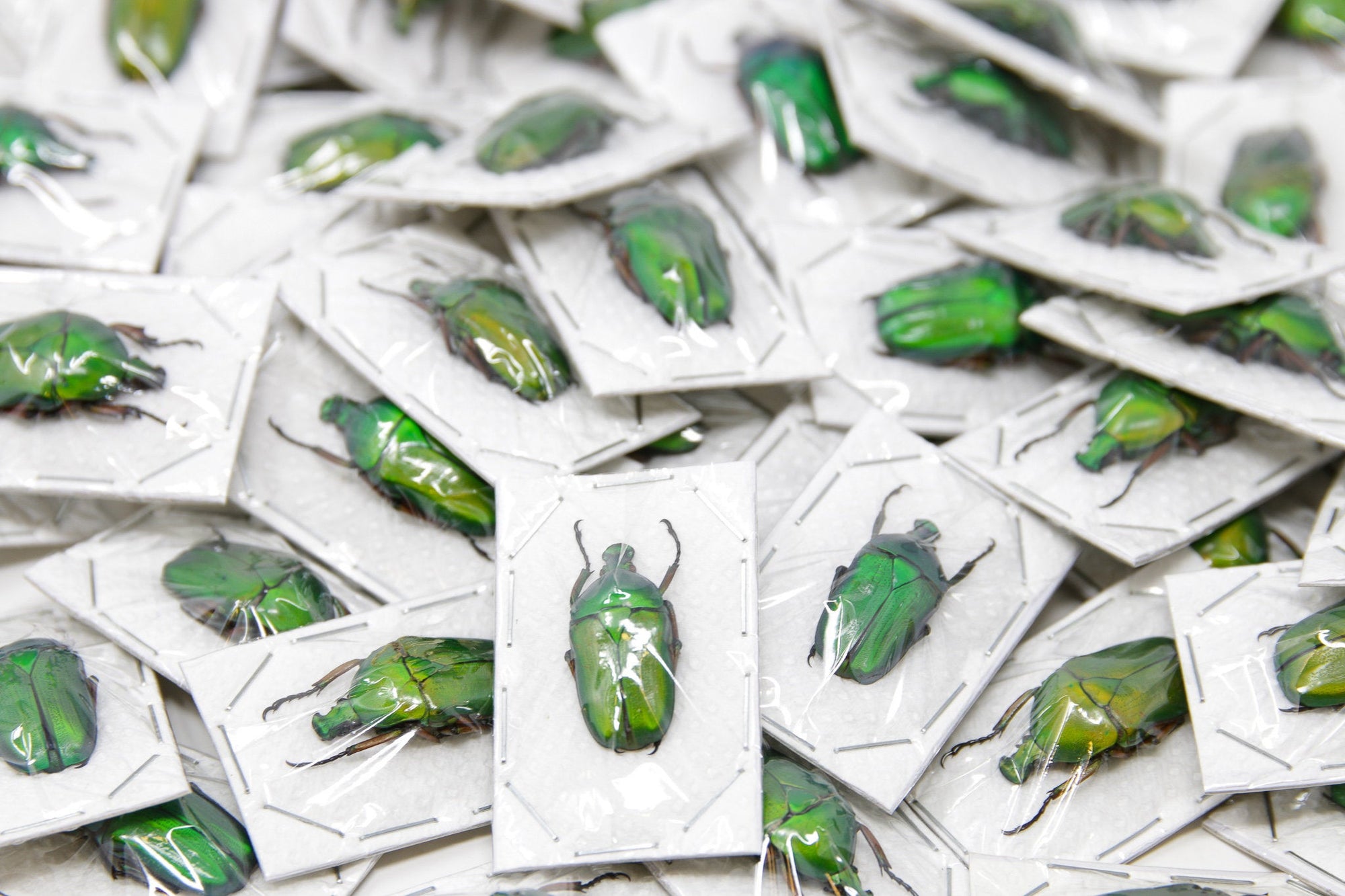 2 x Euchloropus laetus | Green Flower Beetles | A1 Unmounted Specimens