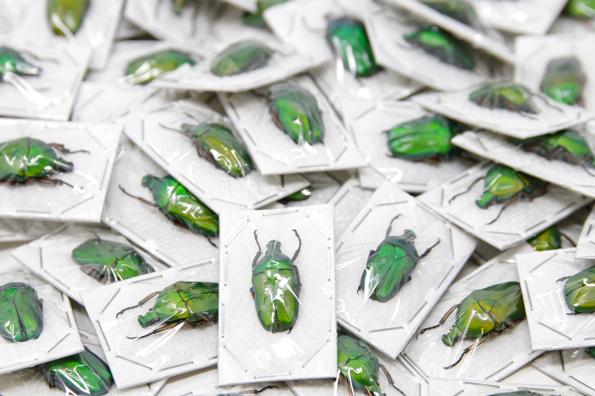 Green Flower Beetles (Euchloropus laetus) A1 Unmounted Specimens