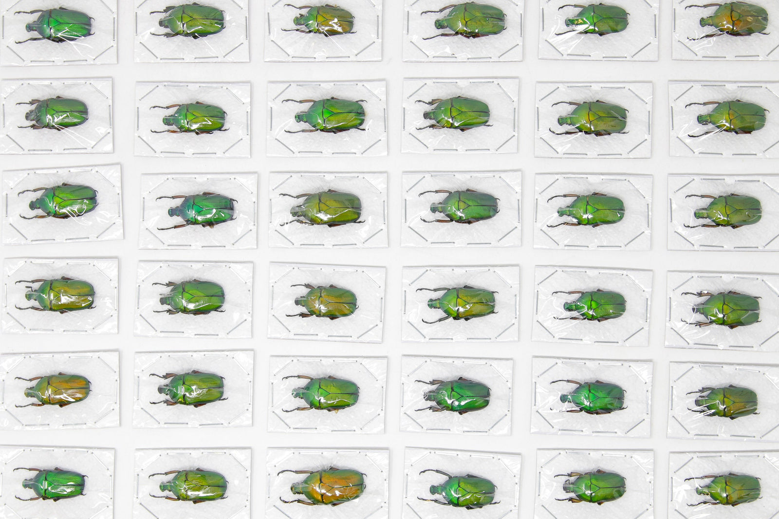 25 x Green Flower Beetles (Euchloropus laetus) A1 Unmounted Specimens (Wholesale)