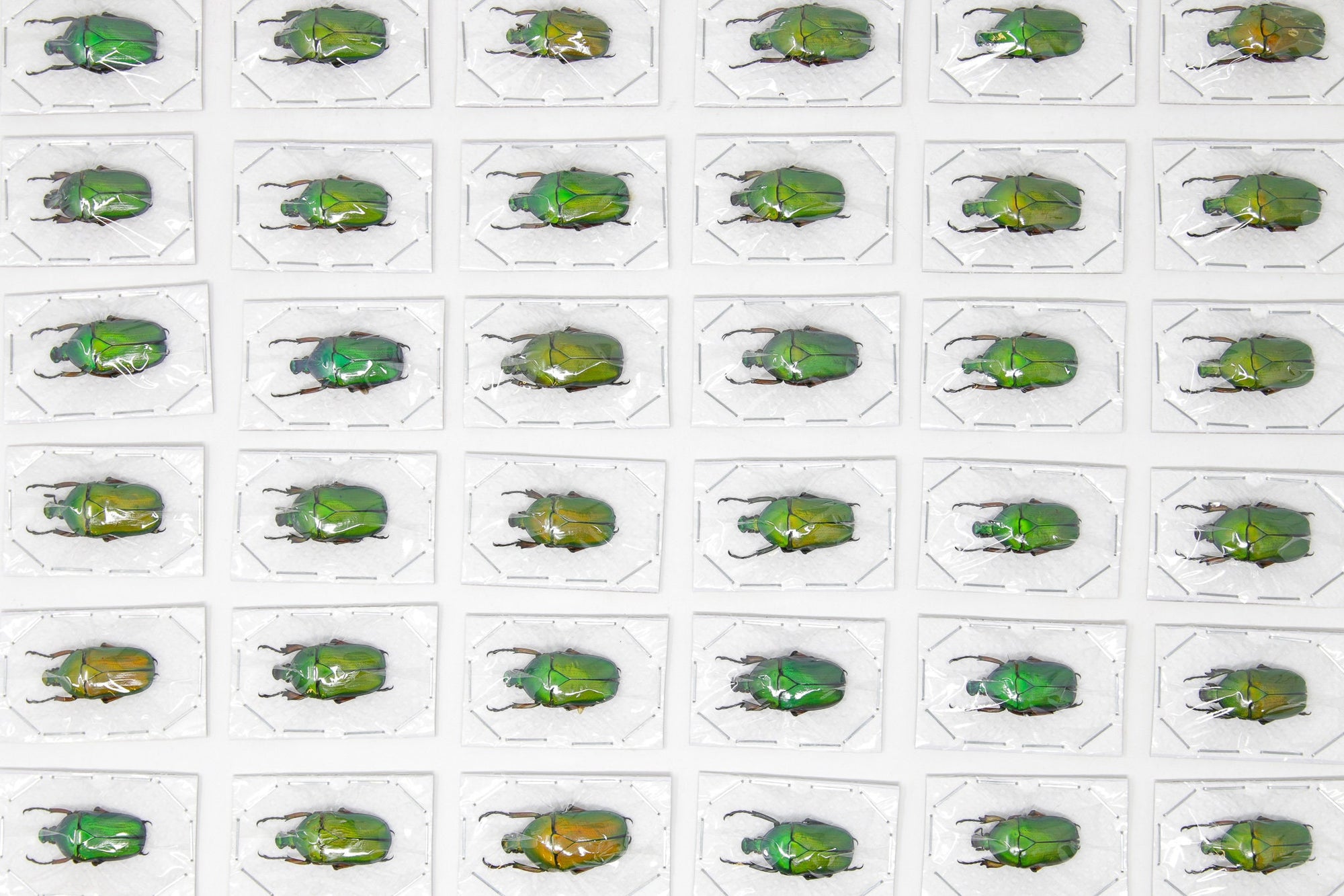 Green Flower Beetles (Euchloropus laetus) A1 Unmounted Specimens