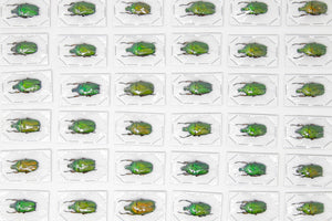 TWO (2) Green Flower Beetles | Euchloropus laetus | Ethical Insect Specimens for Entomology and Art