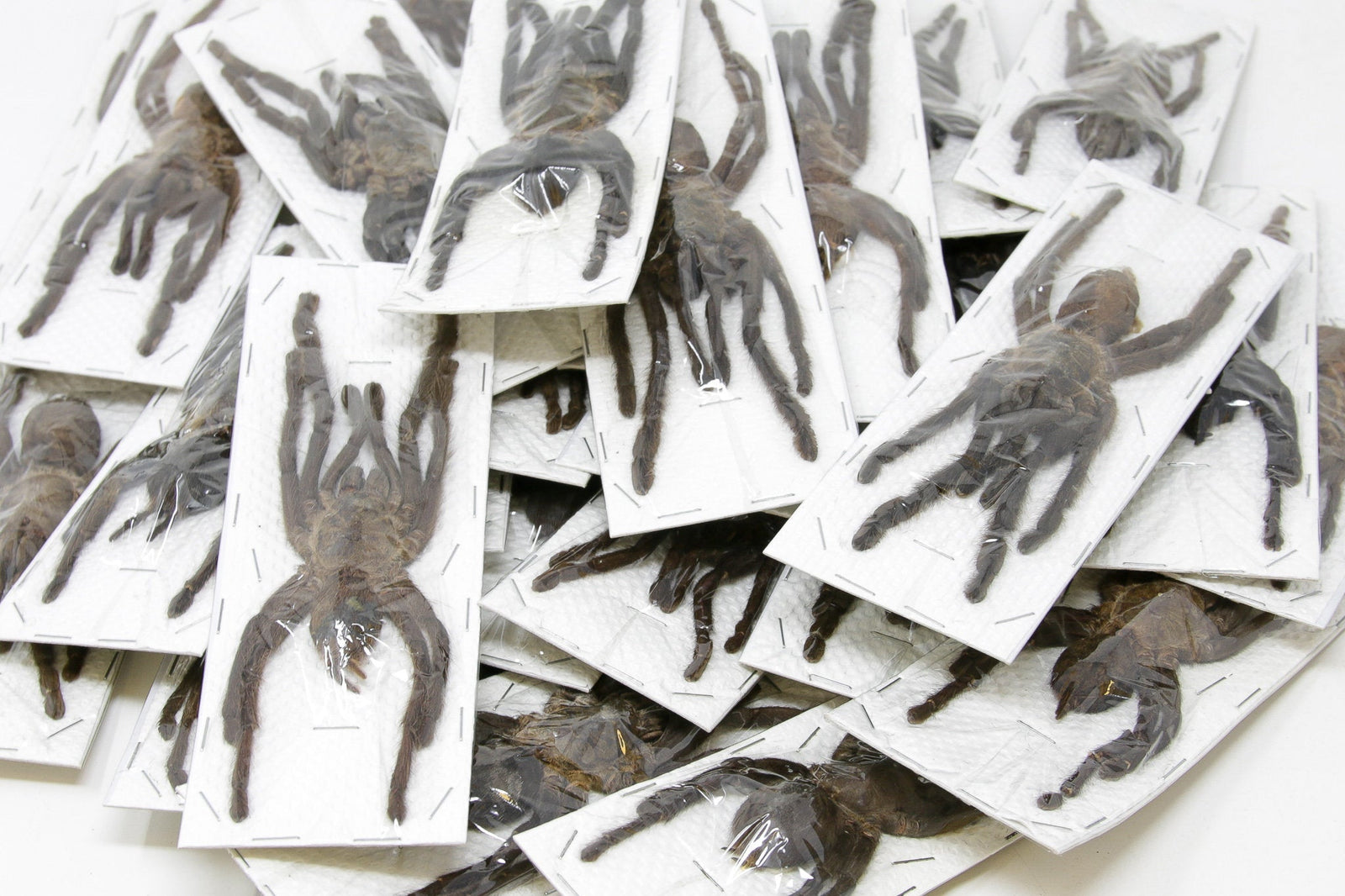 Wholesale Thai Bird-Eating Tarantulas | 10 Pack Cyriopagopus minax A1 (Large size)