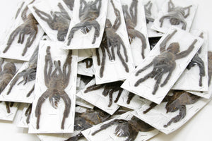 WHOLESALE 10 x Cyriopagopus minax | Thai Bird-eating Tarantulas | A1 Unmounted Specimens