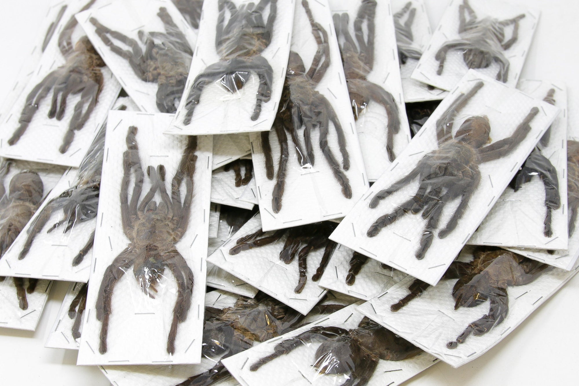 2 x EXTRA LARGE Thai Bird-eating Tarantulas, Cyriopagopus minax, 140mm+ A1 Haplopelma Tarantula Spider Specimens, Arachnids, Entomology