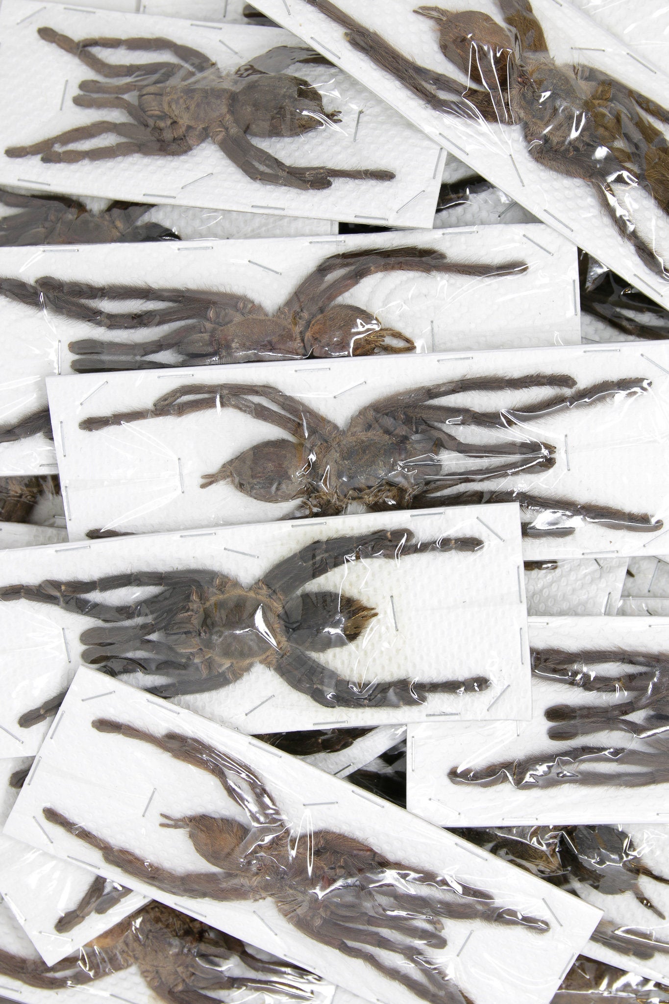 Lot of 10 Thai Bird-eating Tarantulas LARGE (Cyriopagopus minax) A1 Specimens, Wholesale