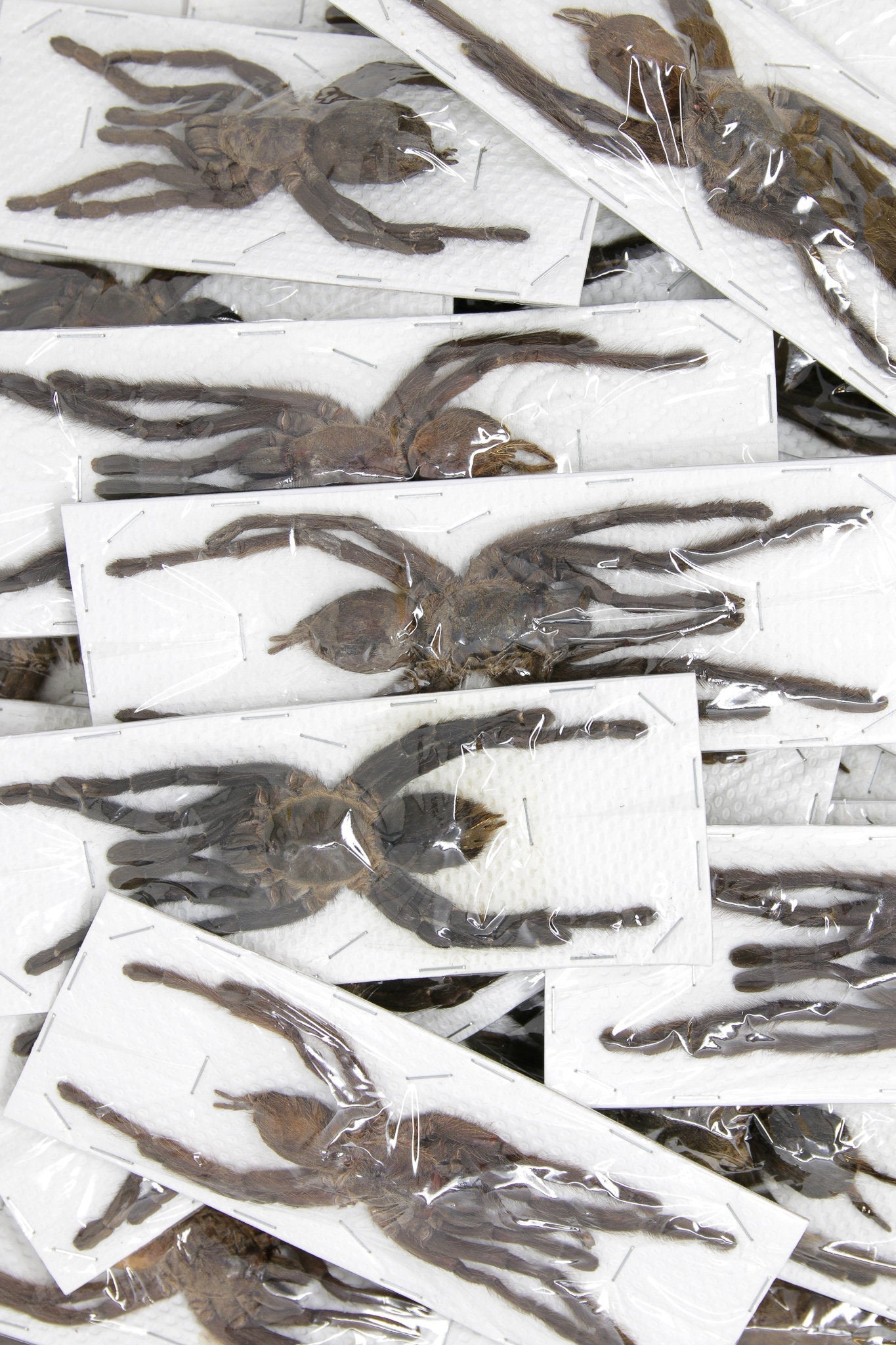 WHOLESALE 10 x Cyriopagopus minax | Thai Bird-eating Tarantulas | A1 Unmounted Specimens