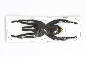 2 x Cyriopagopus minax | Thai Bird-eating Tarantulas +/- 120mm | A1 Unmounted Specimens