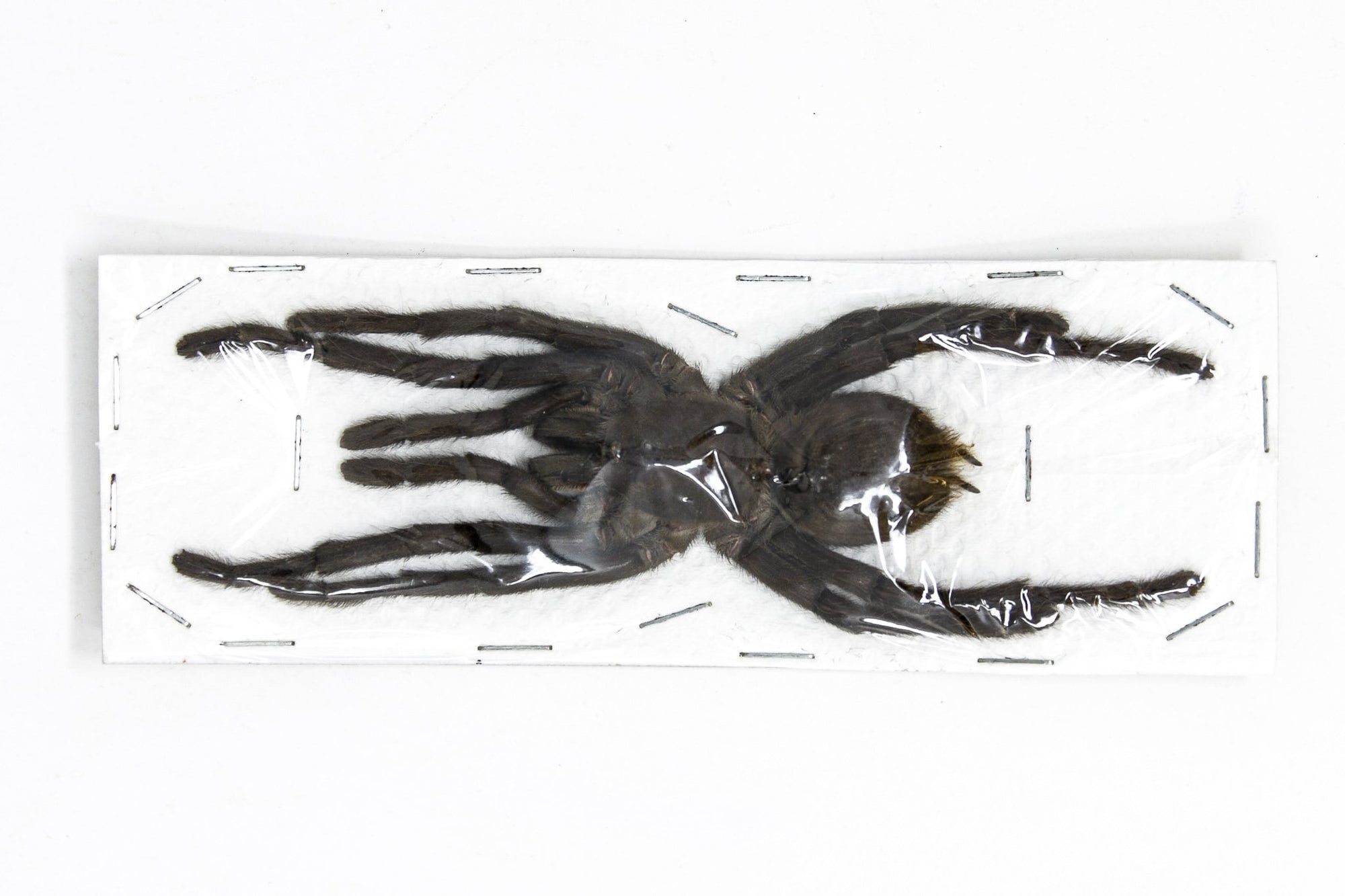 2 x EXTRA LARGE Thai Bird-eating Tarantulas (Cyriopagopus minax) 140-160mm +/-  A1 Haplopelma Spiders, Arachnids, Entomology