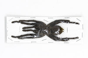 2 x EXTRA LARGE Thai Bird-eating Tarantulas, Cyriopagopus minax, 140mm+ A1 Haplopelma Tarantula Spider Specimens, Arachnids, Entomology