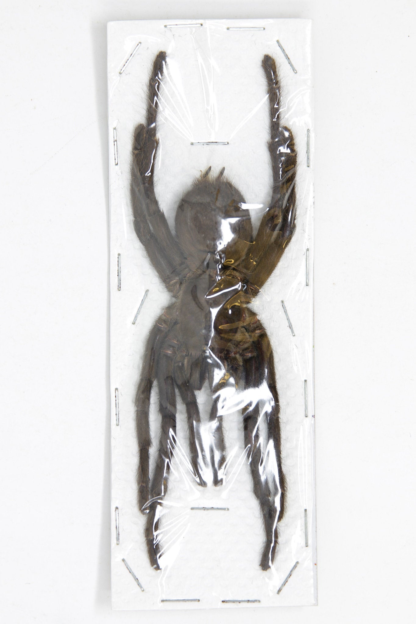 2 x Cyriopagopus minax | Thai Bird-eating Tarantulas +/- 120mm | A1 Unmounted Specimens