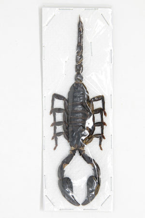 2 x Heterometrus spinifer | Giant Forest Scorpions +/- 120mm | A1 Unmounted Specimens