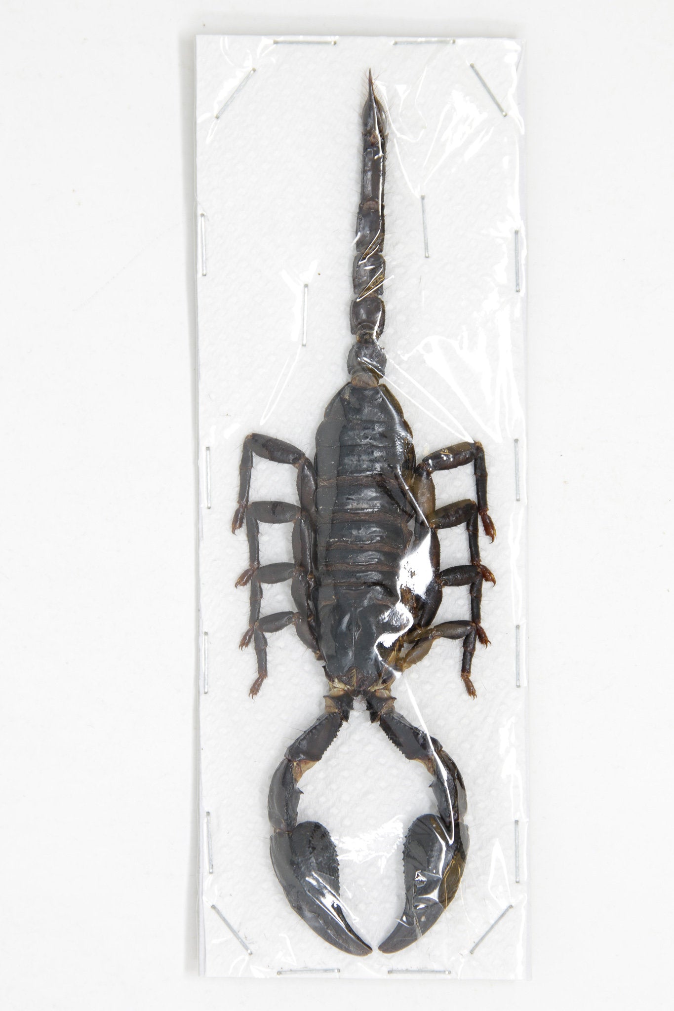 10 x Heterometrus spinifer | Giant Forest Scorpions +/- 120mm | A1 Unmounted Specimens