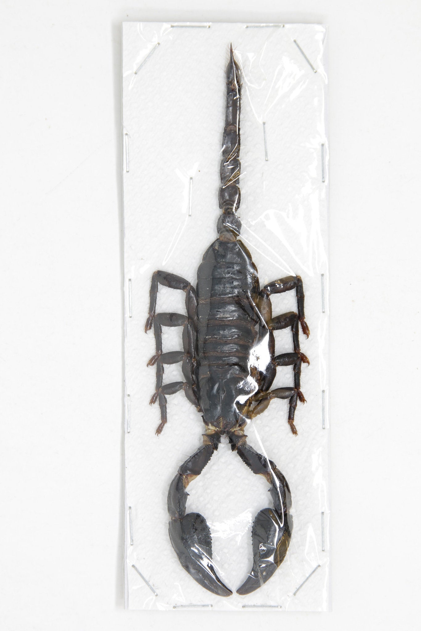 WHOLESALE 10 Giant Forest Scorpions, Heterometrus spinifer, +/- 120mm A1 Entomology Specimens A1