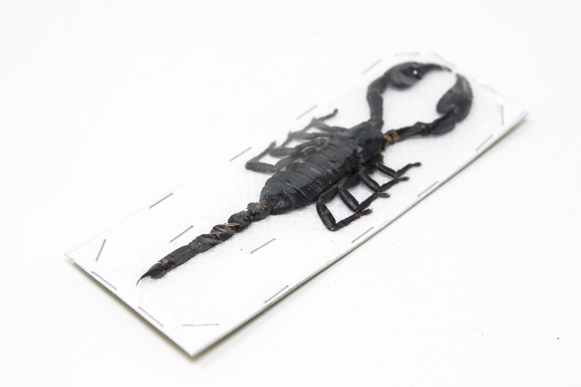 WHOLESALE 100 x Heterometrus spinifer | Giant Forest Scorpions | A1 Unmounted Specimens