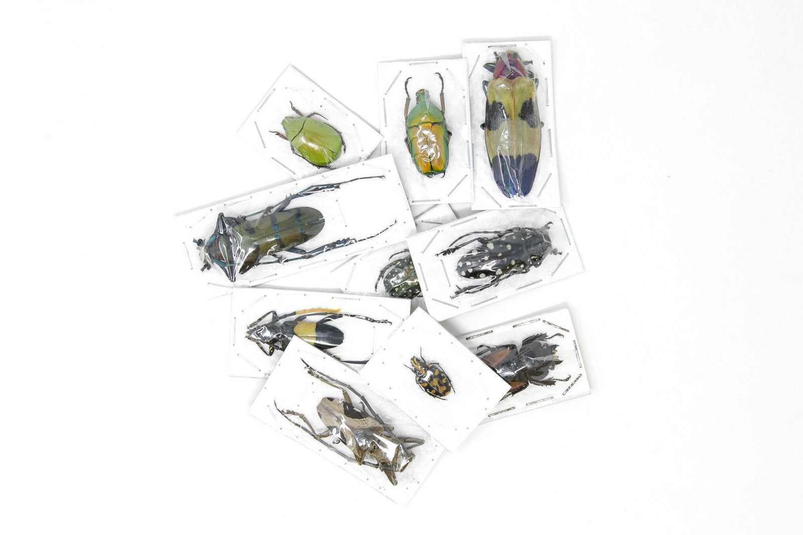 Pack of 10, 25, 100 Assorted Beetles | A1 Unmounted Specimens