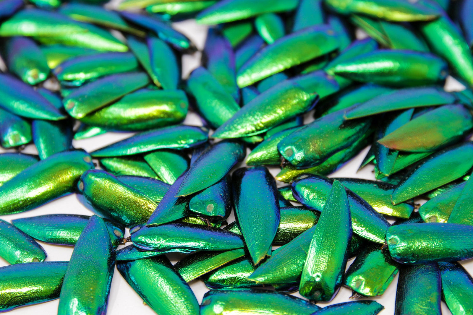 Green Jewel Beetle ELYTRA (Sternocera aequisignata) Wing-cases for Artistic Creation