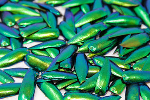 Green Jewel Beetle ELYTRA (Sternocera aequisignata) Wing-cases for Artistic Creation