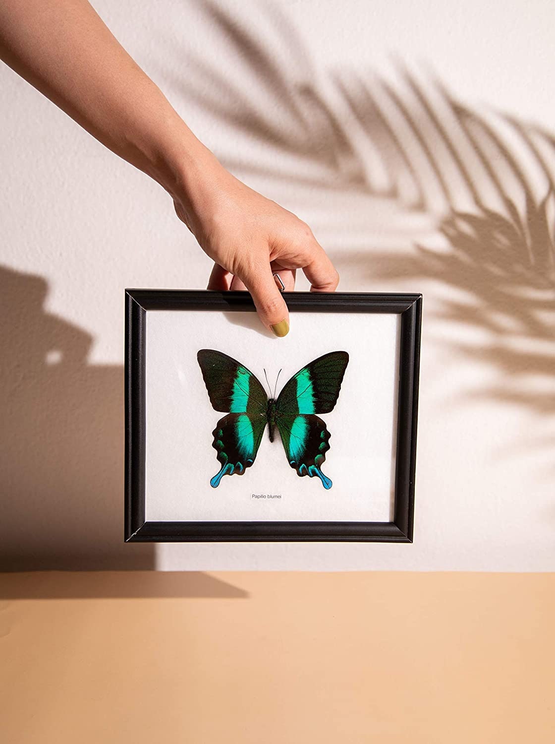 The Green Swallowtail Butterfly (Papilio blumei) Mounted in a Wall Hanging Frame, Taxidermy Home Decor, 8 x 7 inches