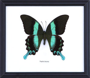 The Green Swallowtail Butterfly (Papilio blumei) Mounted in a Wall Hanging Frame, Taxidermy Home Decor, 8 x 7 inches