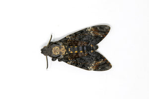 1 x Acherontia atropos | Deaths Head Hawk Moth | A1 Unmounted Specimen