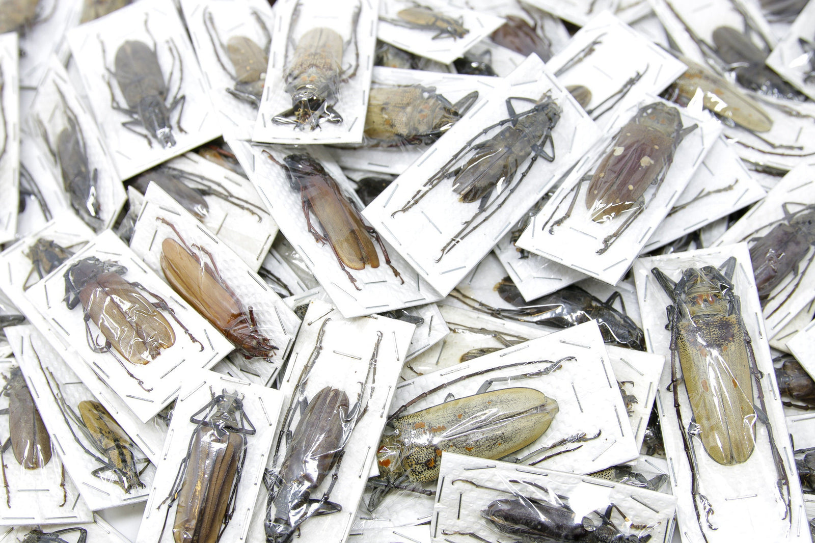 Two (2) XL Long-Horned Beetles Very Large Specimens 80-120mm Collecting & Artistic Creation, Entomology