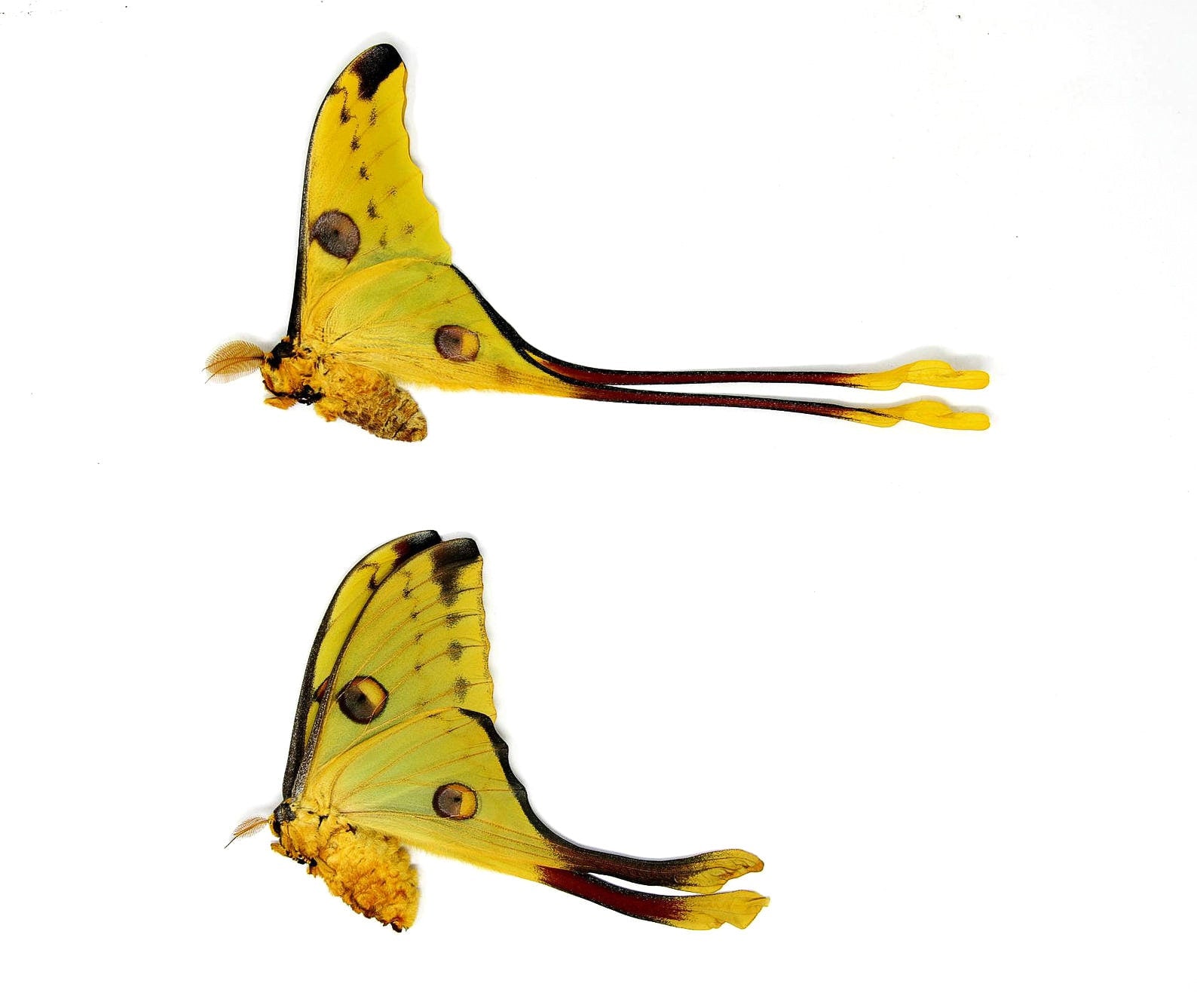 TWO (2) Madagascan Comet Moths PAIR (Argema mittrei) A1 Unmounted Specimens Ethically Sourced