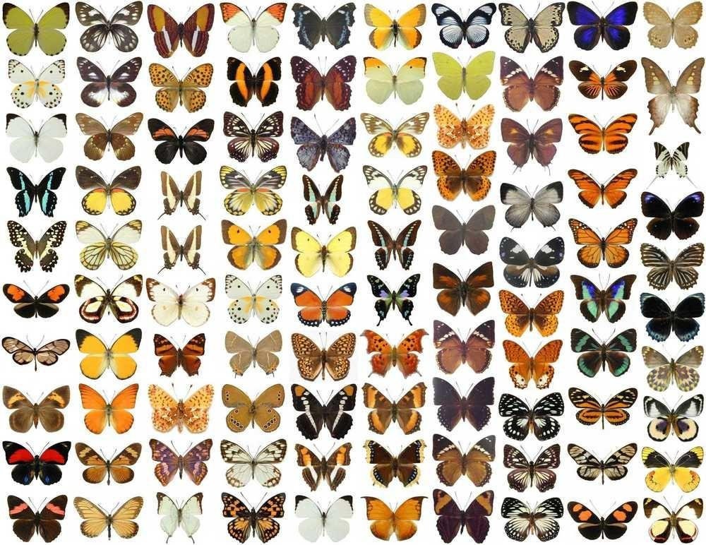 WINGS-OPEN Pinned Butterfly Specimens | Mounted Wings-Spread Assorted Butterflies | Lepidoptera Mix Lot, Wholesale, Free Shipping