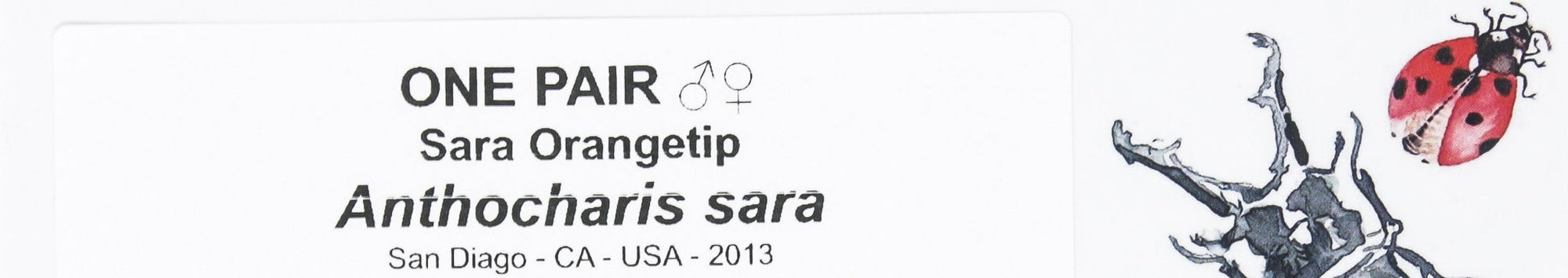2 x Anthocharis sara | PAIR Sara Orange-tip | A1 Unmounted Specimens