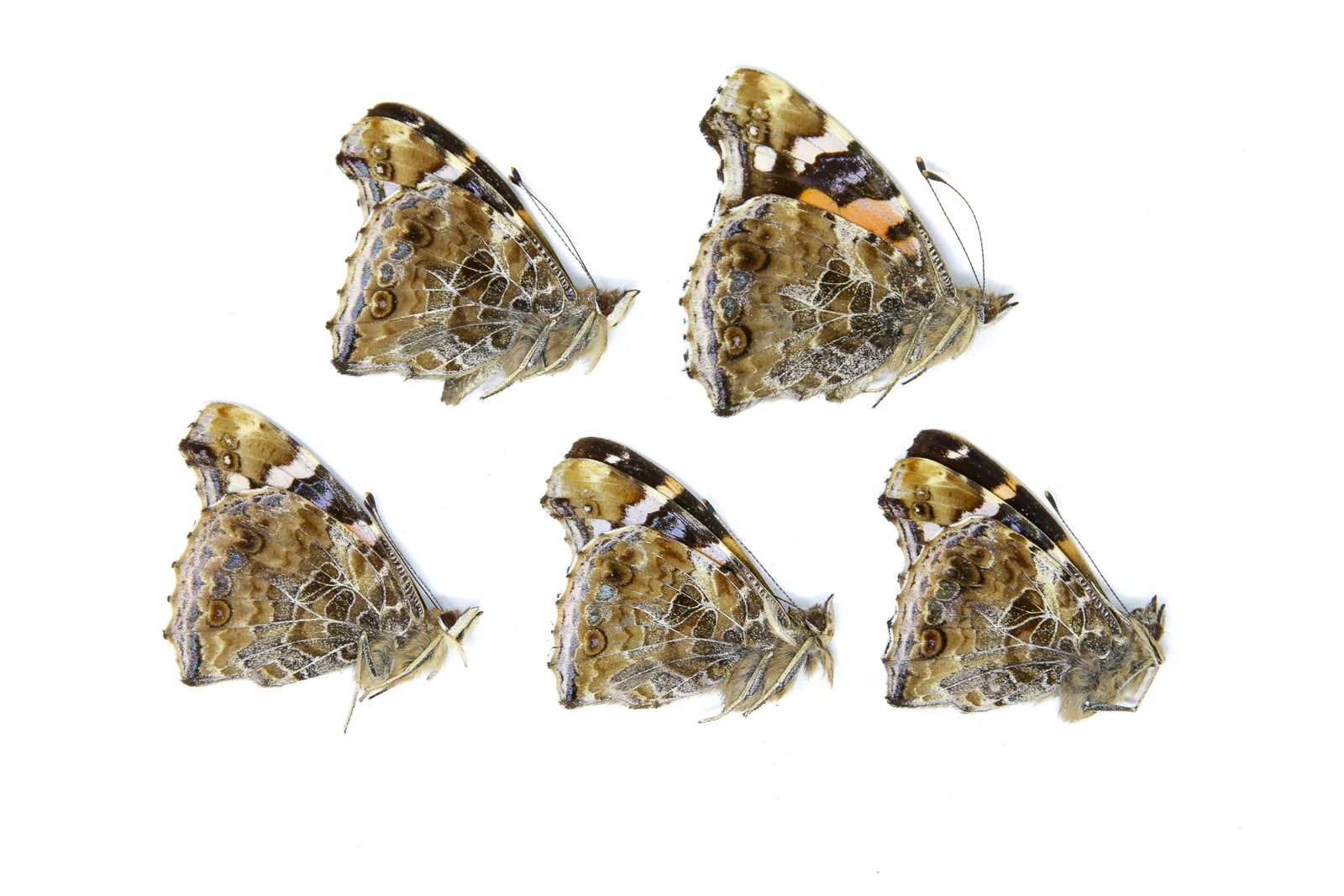 5 x Vanessa indica | Indian Red Admiral | A1 Unmounted Specimens