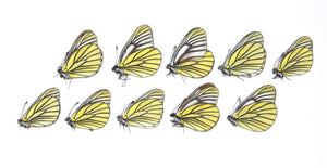Ten (10) Oberthur's Black-veined White, Aporia bieti | A1 Unmounted Papered Butterflies | Taxidermy Entomology