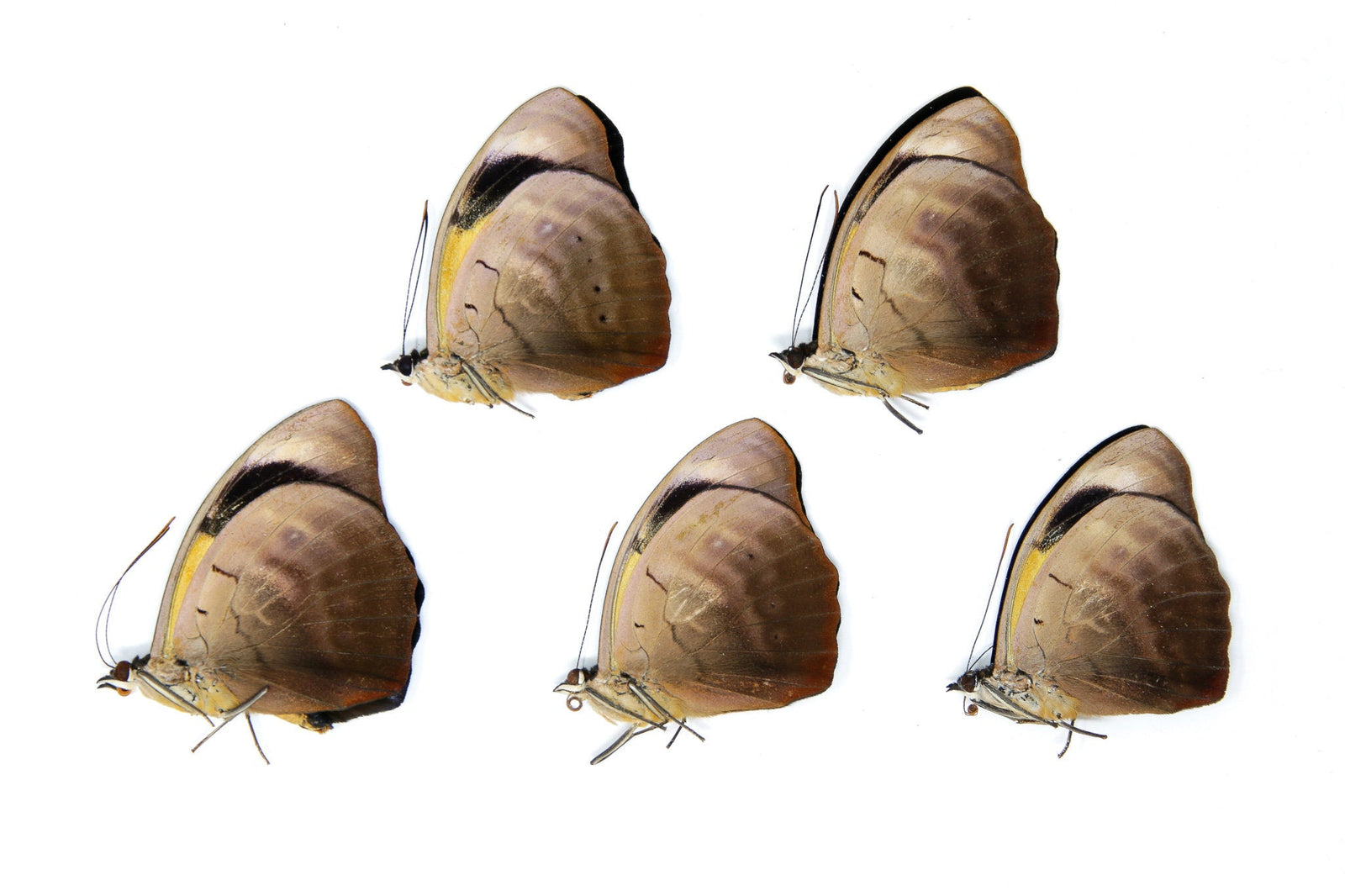 5 x Catonephele numilia | The Blue-frosted Catone Butterflies | A1 Unmounted Specimens