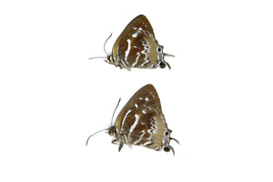 Two (2) The Scarce Silverstreak Butterflies | Irota rochana | A1 Dry-preserved Unmounted Butterflies for Entomology Collecting