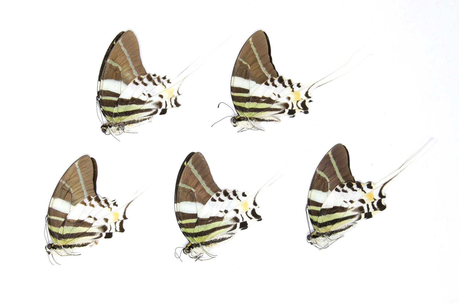 5 x Graphium androcles | Giant Swallowtail Butterflies | A1 Unmounted Specimens