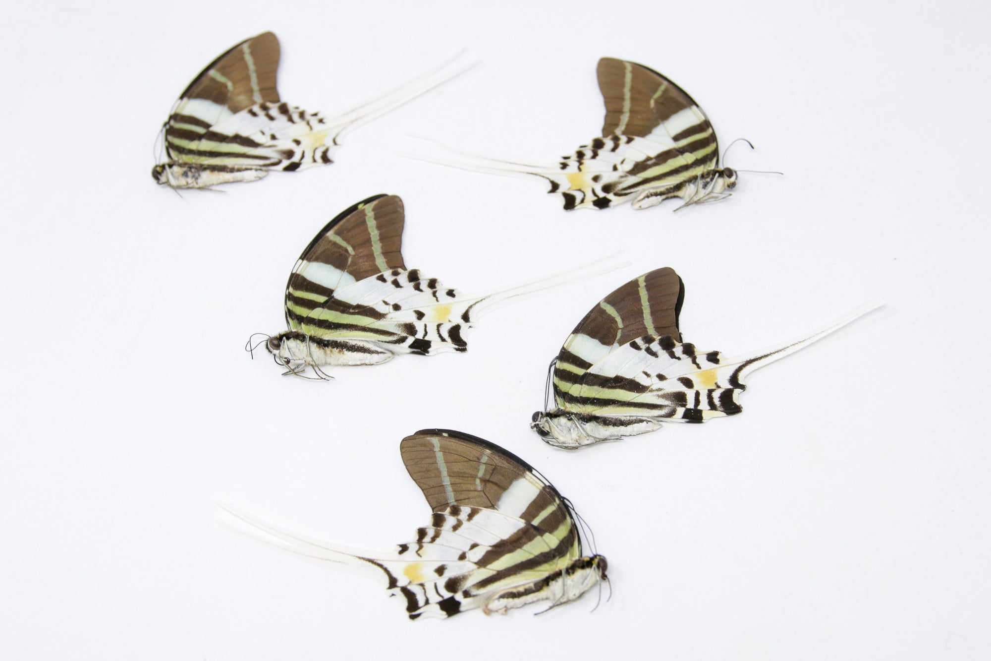 5 x Graphium androcles | Giant Swallowtail Butterflies | A1 Unmounted Specimens