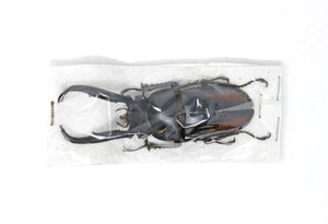 1 x Rhaetulus didieri | Lucanidae Stag Beetles | A1 Unmounted Insect Specimens