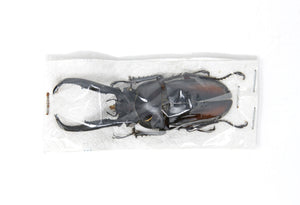 Rhaetulus didieri, Lucanidae Stag Beetles Unmounted Specimen with Scientific Collection Data, A1 Quality
