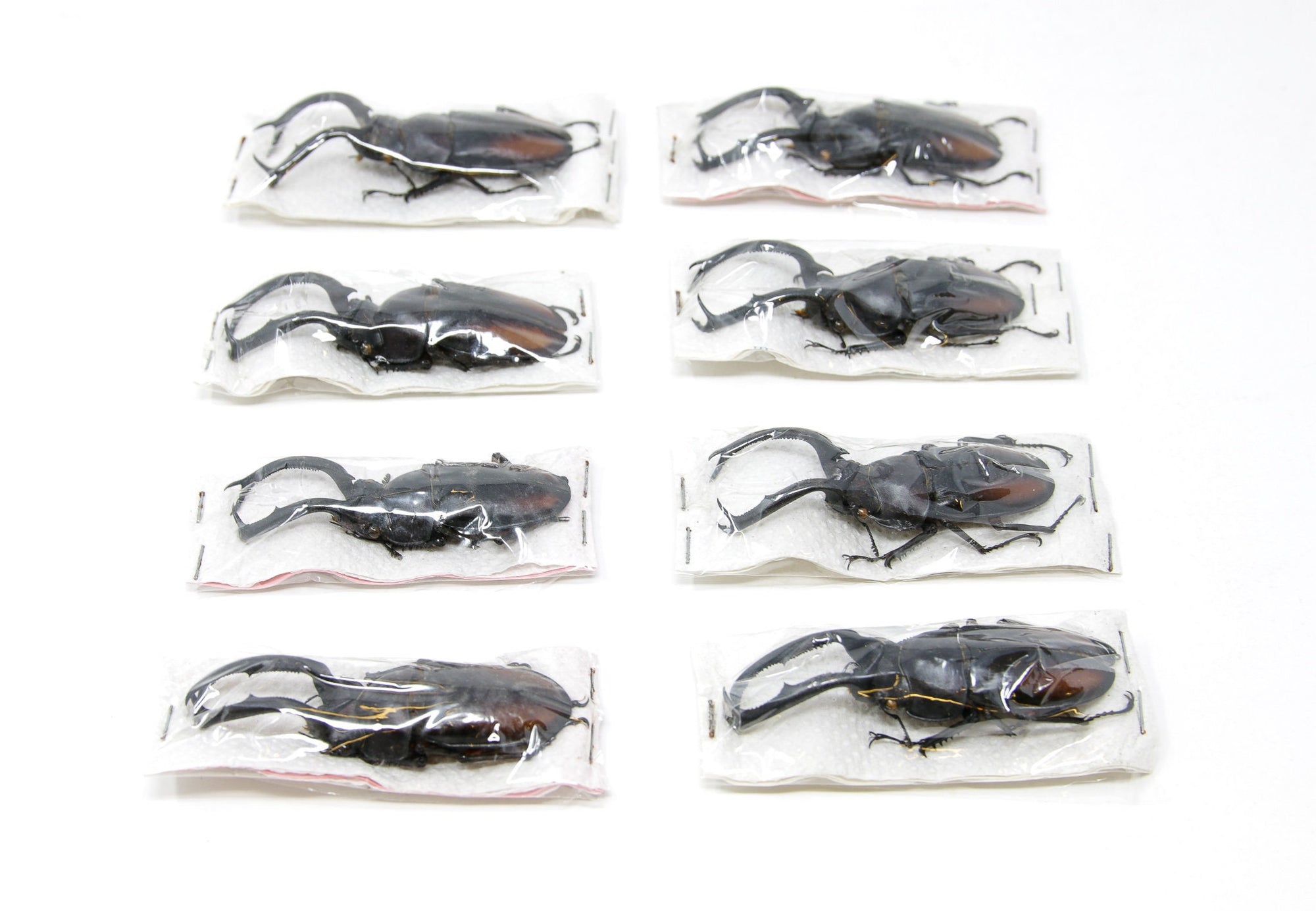 Rhaetulus didieri, Lucanidae Stag Beetles Unmounted Specimen with Scientific Collection Data, A1 Quality