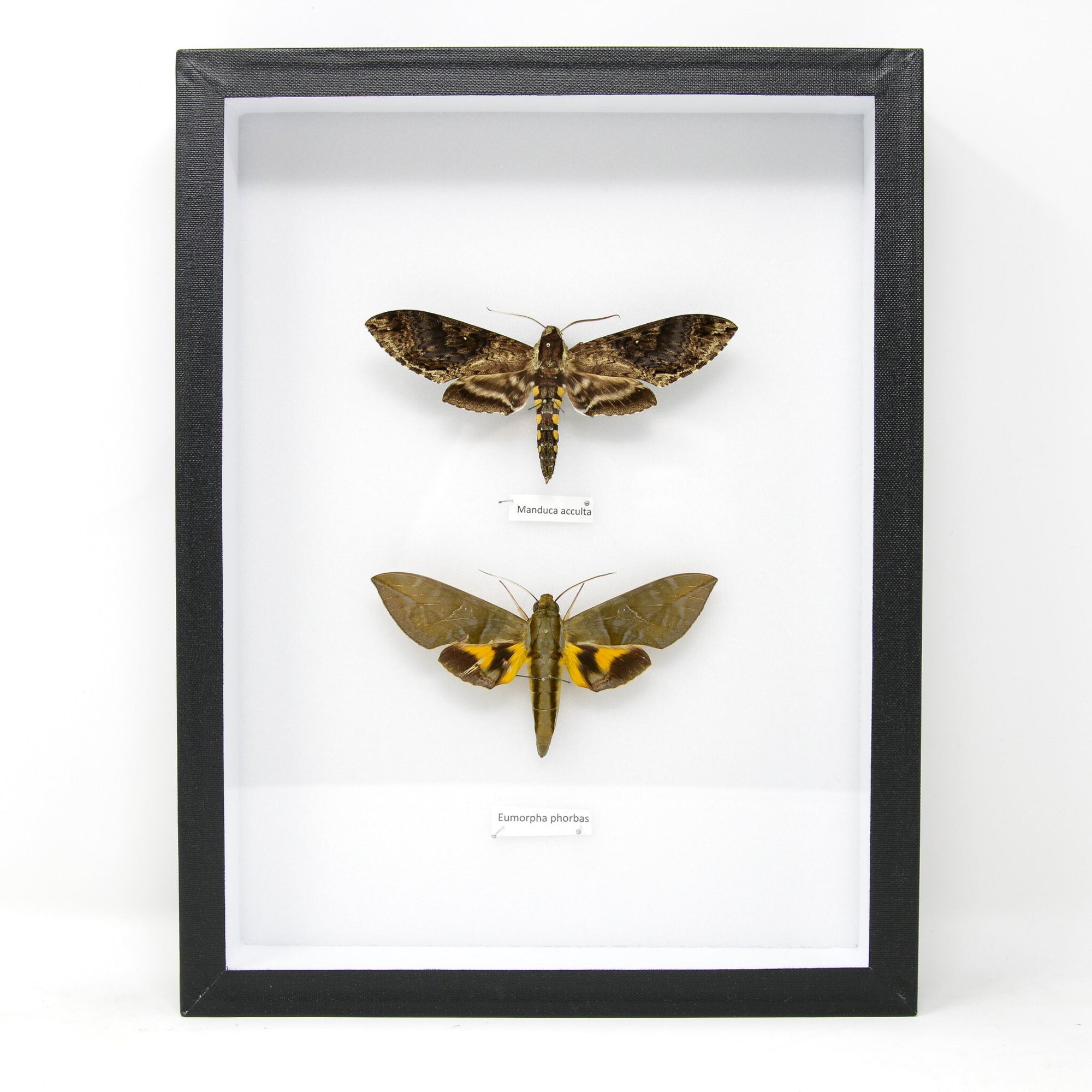 Hawkmoth Taxidermy Specimens | Pinned Lepidoptera with Scientific Collection Data, Entomology Box Frame | 12x9x2 inch  BFS14