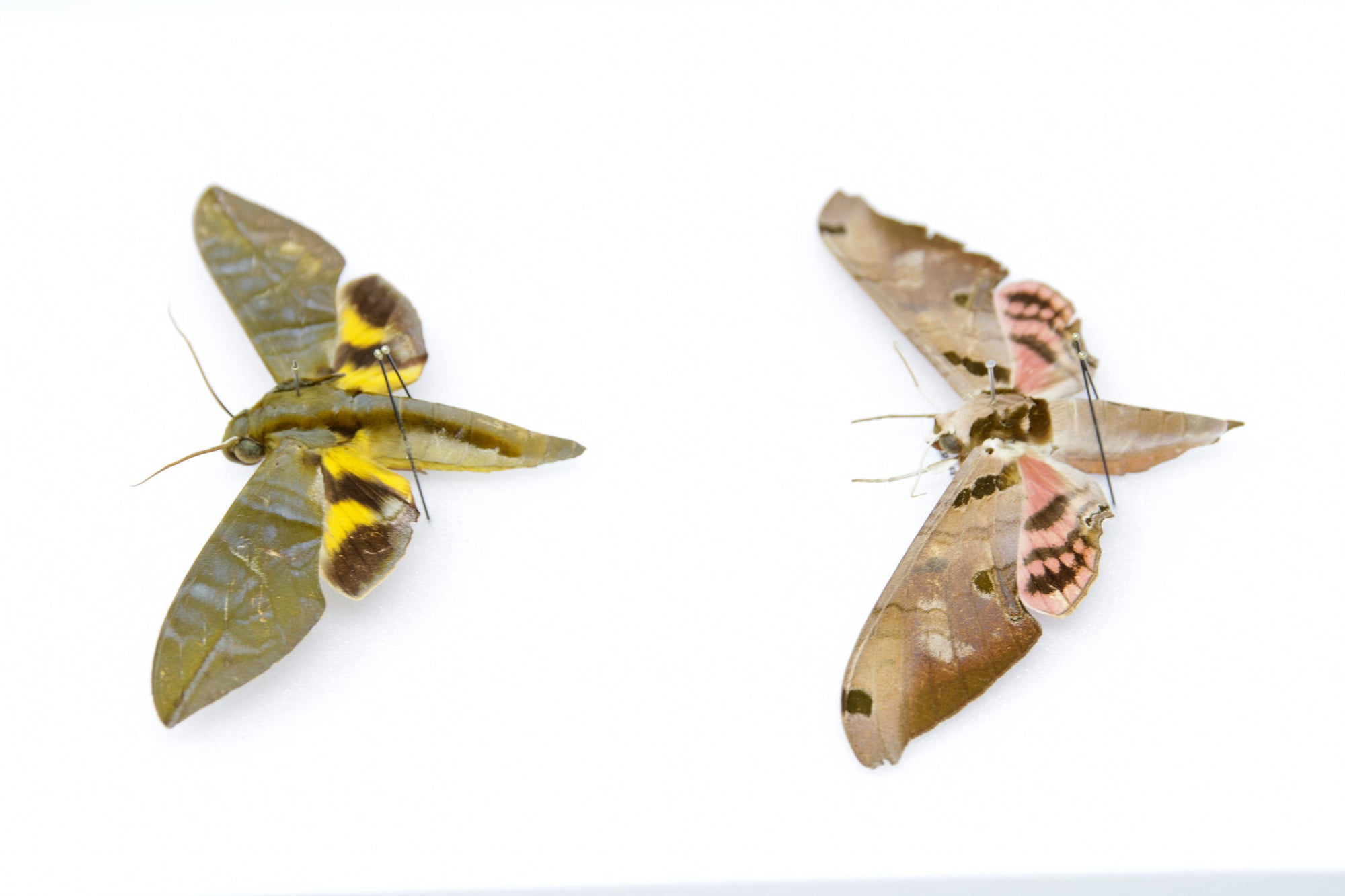 Hawkmoth Pinned Specimen A1 | Moth Mounted in Entomology Box Frame | 11.8x9x2 inch (300×230×55 mm)