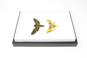 Hawkmoth Silk-moth Taxidermy Specimens | Pinned Lepidoptera, Entomology Box Frame | 12x9x2 inch