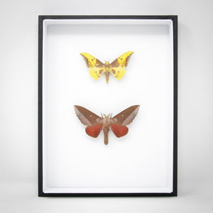 Hawkmoth Silk-moth Taxidermy Specimens | Pinned Lepidoptera with Scientific Collection Data, Entomology Box Frame | 12x9x2 inch